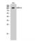 Probable G-protein coupled receptor 110 antibody, LS-C383742, Lifespan Biosciences, Western Blot image 