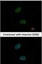 GID Complex Subunit 8 Homolog antibody, PA5-21785, Invitrogen Antibodies, Immunofluorescence image 