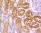 Protein C, Inactivator Of Coagulation Factors Va And VIIIa antibody, NBP2-66987, Novus Biologicals, Immunohistochemistry paraffin image 