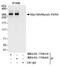 Myosin XVIIIA antibody, NB100-79839, Novus Biologicals, Immunoprecipitation image 