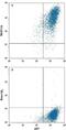 Transmembrane 4 L Six Family Member 1 antibody, MAB8164, R&D Systems, Flow Cytometry image 