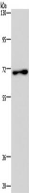 TCDD-inducible poly [ADP-ribose] polymerase antibody, TA351493, Origene, Western Blot image 