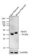 MAP2 antibody, 13-1500, Invitrogen Antibodies, Western Blot image 