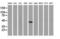 p53 antibody, LS-C173022, Lifespan Biosciences, Western Blot image 