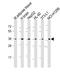 P26255 antibody, LS-C392969, Lifespan Biosciences, Western Blot image 