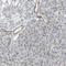 Selenium Binding Protein 1 antibody, HPA011731, Atlas Antibodies, Immunohistochemistry paraffin image 