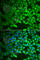 Cobalamin Binding Intrinsic Factor antibody, A6914, ABclonal Technology, Immunofluorescence image 