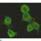 Chordin Like 1 antibody, LS-C812922, Lifespan Biosciences, Immunocytochemistry image 