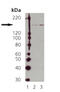 Nitric Oxide Synthase 1 antibody, ADI-KAP-NO032-F, Enzo Life Sciences, Western Blot image 