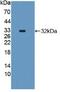 Caspase 4 antibody, MBS2027686, MyBioSource, Western Blot image 