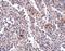 Synaptophysin-like protein 2 antibody, NBP1-77362, Novus Biologicals, Immunohistochemistry paraffin image 