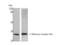Olfactory Receptor Family 4 Subfamily X Member 1 (Gene/Pseudogene) antibody, STJ94720, St John