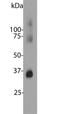 Rhodopsin antibody, NBP2-25160, Novus Biologicals, Western Blot image 