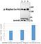 Regulatory-associated protein of mTOR antibody, GTX66614, GeneTex, Western Blot image 