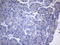 Cytohesin 2 antibody, LS-C794673, Lifespan Biosciences, Immunohistochemistry paraffin image 