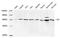 Prolyl 4-Hydroxylase Subunit Beta antibody, LS-C203158, Lifespan Biosciences, Western Blot image 
