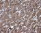 GLGB antibody, MA5-25023, Invitrogen Antibodies, Immunohistochemistry paraffin image 