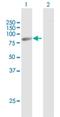 Acyl-CoA Synthetase Long Chain Family Member 3 antibody, H00002181-B01P, Novus Biologicals, Western Blot image 