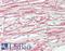 Integrin Subunit Alpha 6 antibody, LS-B11070, Lifespan Biosciences, Immunohistochemistry frozen image 