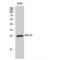 Ras-related protein Rab-2A antibody, LS-C385698, Lifespan Biosciences, Western Blot image 