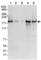 SIK Family Kinase 3 antibody, ab88495, Abcam, Western Blot image 