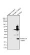 Cyclin Dependent Kinase Inhibitor 2D antibody, 710851, Invitrogen Antibodies, Immunoprecipitation image 