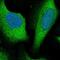 Rho GTPase Activating Protein 27 antibody, PA5-65759, Invitrogen Antibodies, Immunofluorescence image 
