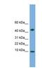 ATP Synthase Membrane Subunit DAPIT antibody, NBP1-91361, Novus Biologicals, Western Blot image 