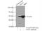 8-Oxoguanine DNA Glycosylase antibody, 15125-1-AP, Proteintech Group, Immunoprecipitation image 