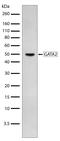 GATA Binding Protein 2 antibody, 710242, Invitrogen Antibodies, Western Blot image 