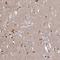 Proline Rich 5 Like antibody, NBP2-49114, Novus Biologicals, Immunohistochemistry frozen image 