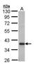 Glyoxylate And Hydroxypyruvate Reductase antibody, PA5-29001, Invitrogen Antibodies, Western Blot image 