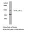 5-Hydroxytryptamine Receptor 4 antibody, LS-C176962, Lifespan Biosciences, Western Blot image 