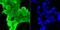Glyoxalase I antibody, A01703, Boster Biological Technology, Immunocytochemistry image 