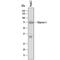 Glypican 3 antibody, MAB2119, R&D Systems, Western Blot image 