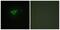 Collagen Type XX Alpha 1 Chain antibody, PA5-38895, Invitrogen Antibodies, Immunofluorescence image 