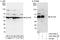 Dynactin subunit 2 antibody, A303-488A, Bethyl Labs, Immunoprecipitation image 