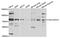 Calcium-binding and coiled-coil domain-containing protein 1 antibody, PA5-76320, Invitrogen Antibodies, Western Blot image 