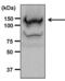 Bmk1 antibody, PA5-17689, Invitrogen Antibodies, Western Blot image 