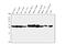 Carbonic Anhydrase 2 antibody, M00143, Boster Biological Technology, Western Blot image 