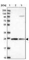 b5R.2 antibody, PA5-58611, Invitrogen Antibodies, Western Blot image 