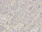 Moesin antibody, A00766, Boster Biological Technology, Immunohistochemistry frozen image 