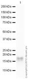 Caspase 8 antibody, ab25901, Abcam, Western Blot image 