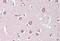 Autotaxin antibody, MBS248105, MyBioSource, Immunohistochemistry paraffin image 