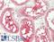 Kruppel Like Factor 5 antibody, LS-B13585, Lifespan Biosciences, Immunohistochemistry paraffin image 