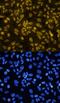 Twist Family BHLH Transcription Factor 1 antibody, AF6230, R&D Systems, Immunofluorescence image 