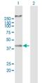 RN133 antibody, H00168433-B01P, Novus Biologicals, Western Blot image 