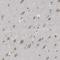 Nucleoporin 93 antibody, NBP1-81546, Novus Biologicals, Immunohistochemistry frozen image 