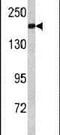 Alsin Rho Guanine Nucleotide Exchange Factor ALS2 antibody, PA5-13426, Invitrogen Antibodies, Western Blot image 