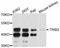 Tribbles homolog 2 antibody, LS-C747061, Lifespan Biosciences, Western Blot image 